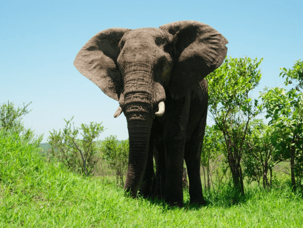 Elefant im Krüger Nationalpark